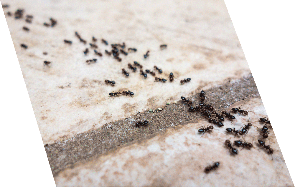 Ant extermination london