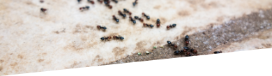 Ant extermination london