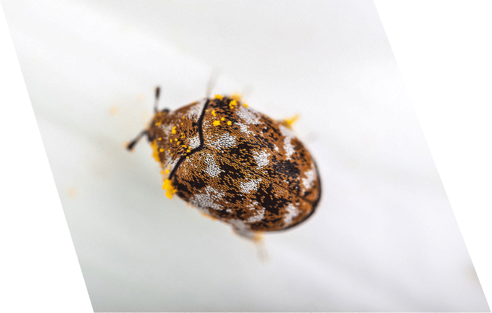 Carpet beetle pest control London