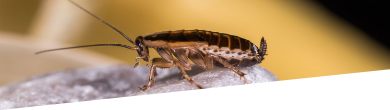 Cockroach extermination service London