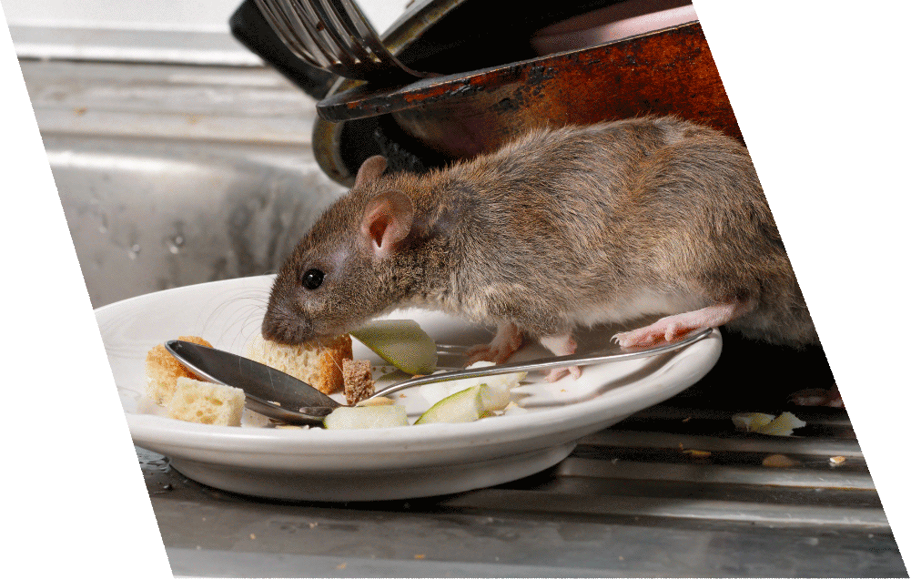 Rat exterminator service