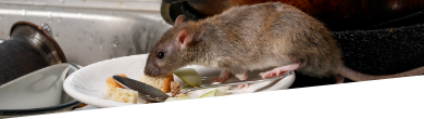 Rat exterminator service