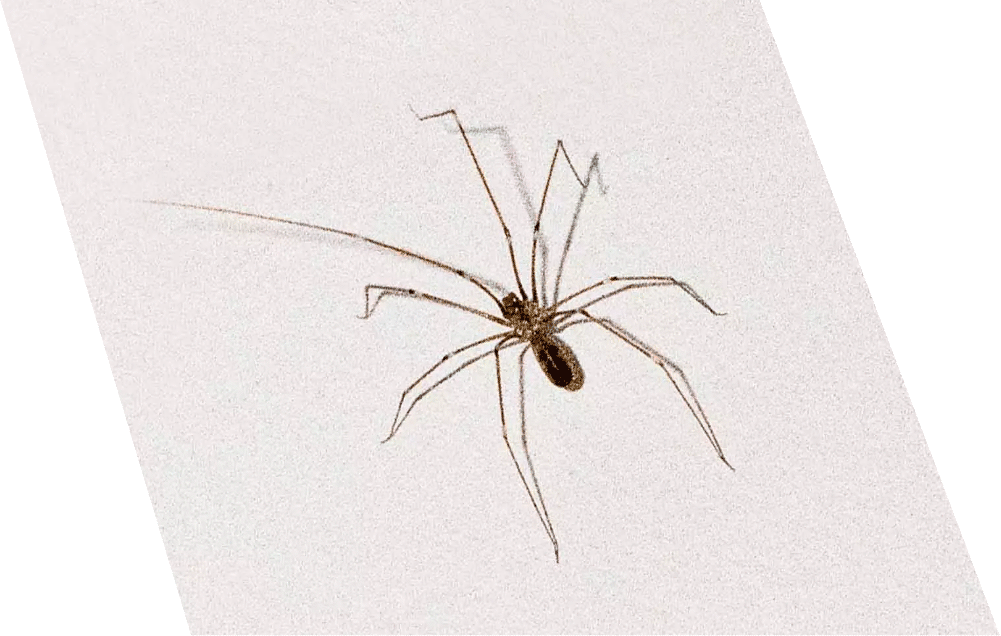 Spider pest control services