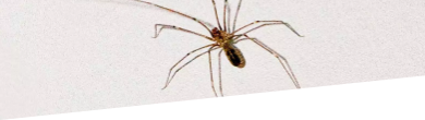 Spider pest control services