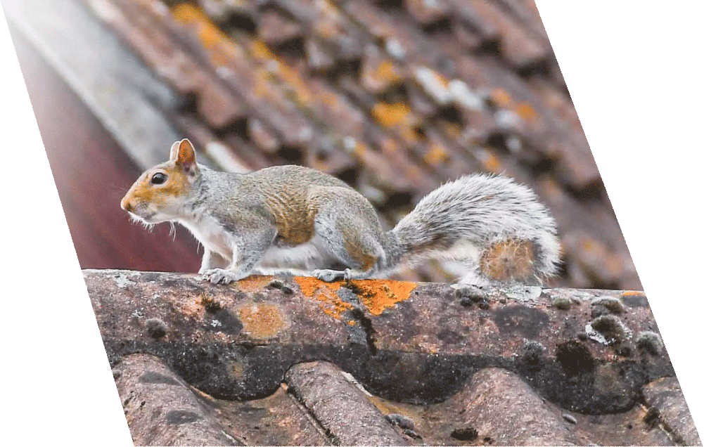Humane Squirrel control service in London