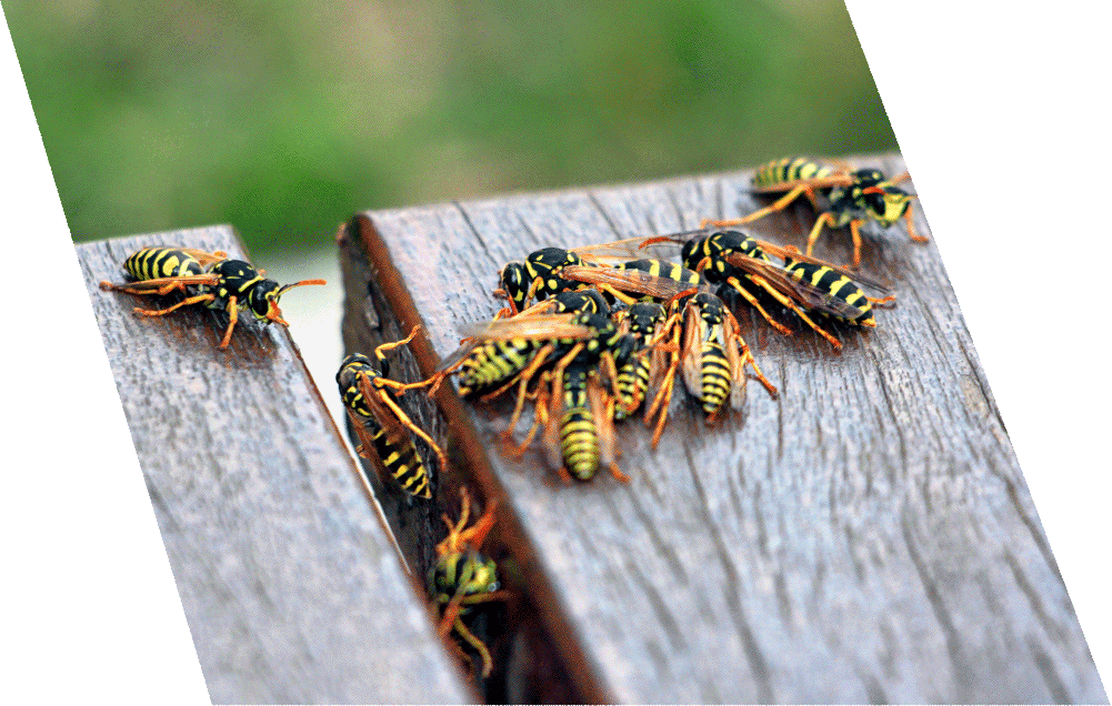 Wasp control in london