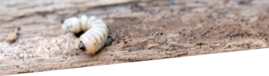 London woodworm eradication service