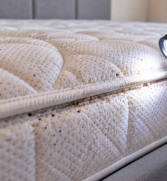 expert bed bug treatment london