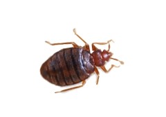 Close up photo of an adult bed bug.