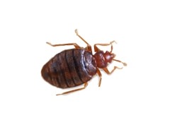 Difference Between Dust Mites And Bed Bugs What Bit You