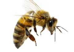 Close up photo of a honey bee.