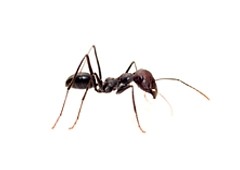 Close up photo of a garden ant.