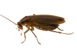 Close up photo of German cockroach