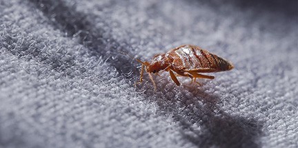 Local bed bug control services