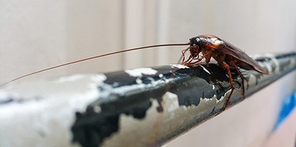 Local cockroach control services