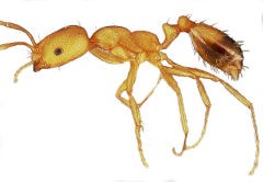 Close up photo of a pharaoh ant