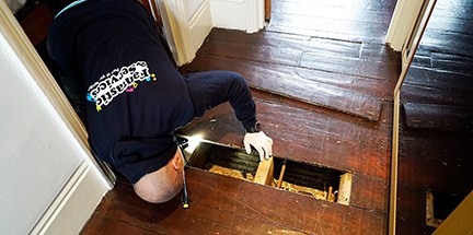 Technician inspects for rats