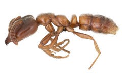 Close up photo of a roger ant