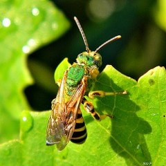 Close up photo of a sweat bee