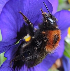 Close up photo of a tree bumblebee