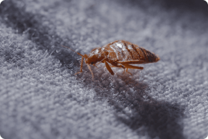 Bed bug crawling on a blanket.