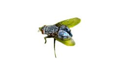 Close up photo of a bluebottle fly