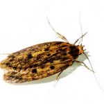 Close up photo of a brown house moth