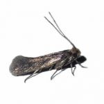 Close up photo of a case-bearing clothes moth