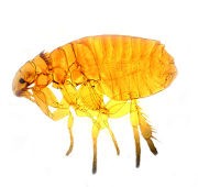 Close up photo of a cat flea