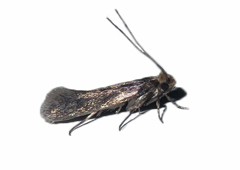 Close up photo of a clothes moth.