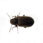 Close up photo of a furniture beetle