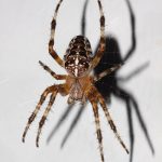 Close up photo of a cross garden spider