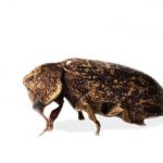 Close up photo of a death watch beetle