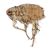 Close up photo of a dog flea