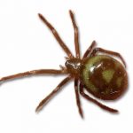 Close up photo of a false widow spider.