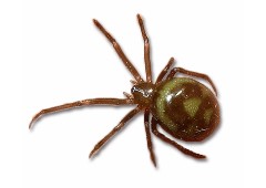 Close up photo of a false widow spider.