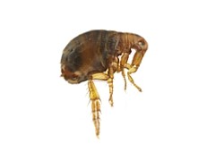 Close up photo of a flea.