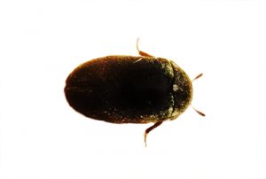 Close up photo of a fur beetle