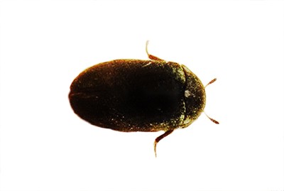 Australian Carpet Beetle - The Australian Museum