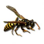 Close up photo of a German wasp