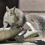 Close up photo of a grey squirrel