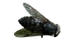 Close up photo of a horse fly