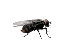 House Fly Identification, Habits & Behavior