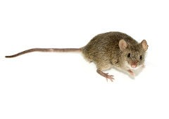 Close up photo of a house mouse