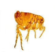 Close up photo of a human flea