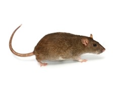 Rats Facts Treatment And Prevention Fantastic Pest Control