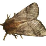 Close up photo of an oak processionary moth