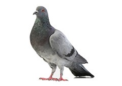 Close up photo of a pigeon.