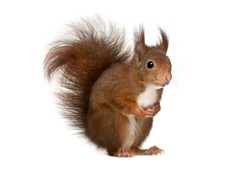 Close up photo of a red squirrel.