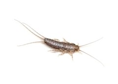 Close up photo of a silverfish.